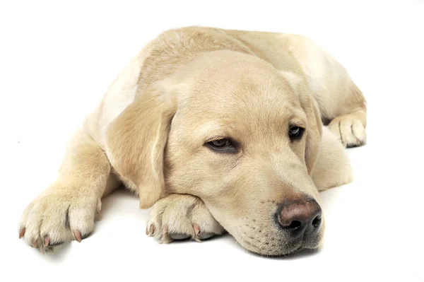 An adorable Labrador Retriever puppy lying sadly on white background. — 스톡 사진