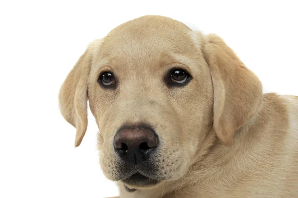 Retrato de um filhote adorável Labrador Retriever olhando curiosamente para a câmera — Fotografia de Stock