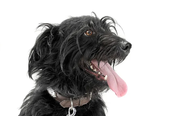 Porträt eines entzückenden Mischlingshundes mit hängender Zunge — Stockfoto