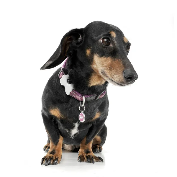 Studio shot of an adorable short haired Dachshund looking shy — Stok fotoğraf
