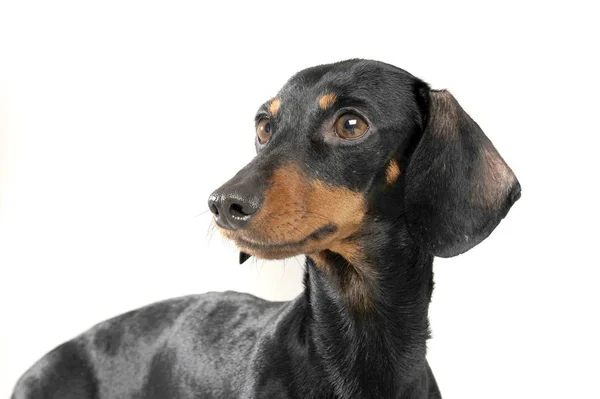 Studio shot of an adorable short haired Dachshund looking curiously — Stok fotoğraf