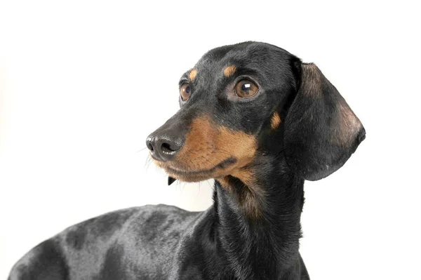 Studio girato di un adorabile bassotto dai capelli corti guardando curiosamente — Foto Stock