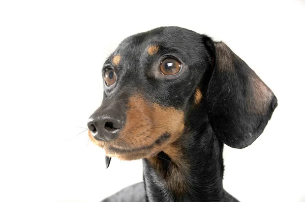 Portrait of an adorable short haired Dachshund looking curiously — Φωτογραφία Αρχείου