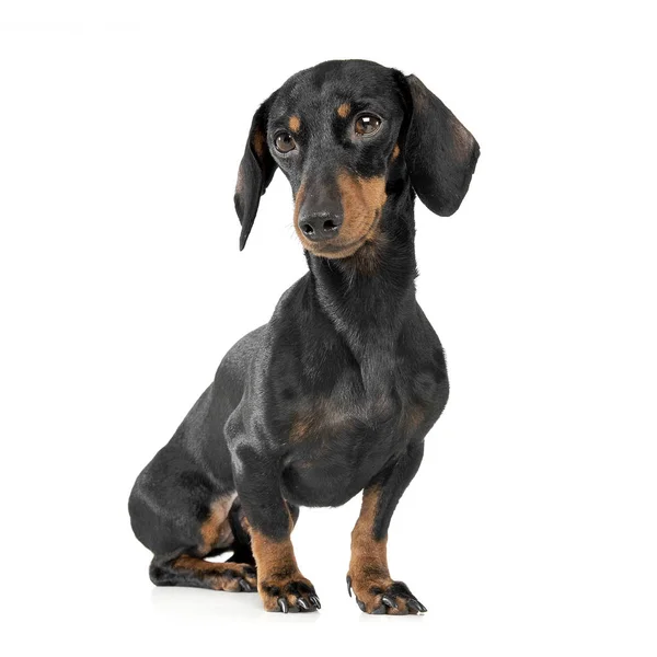 An adorable short haired Dachshund sitting on white background — Zdjęcie stockowe