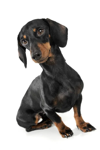 An adorable short haired Dachshund sitting on white background — 스톡 사진