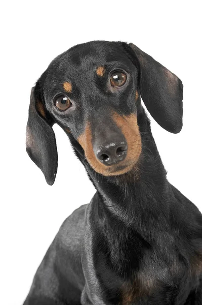 Portrait of an adorable short haired Dachshund looking curiously at the camera — Zdjęcie stockowe
