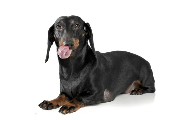 An adorable short haired Dachshund lying with hanging tongue — Zdjęcie stockowe