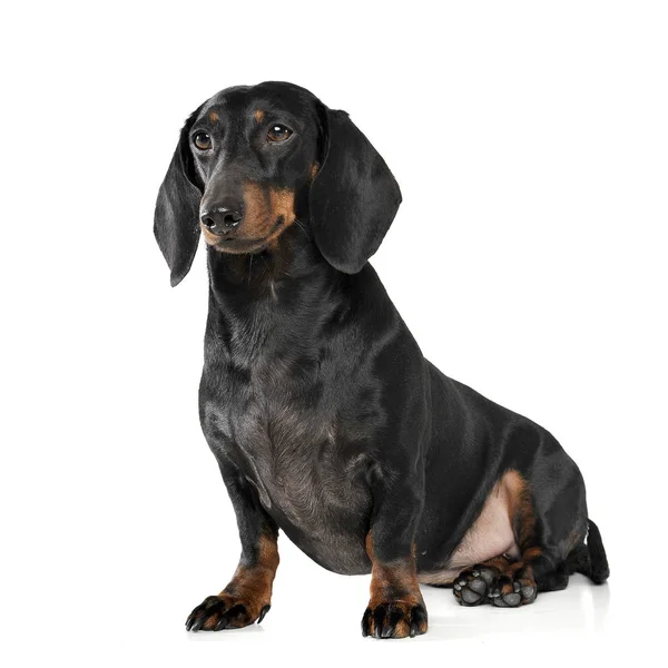 An adorable short haired Dachshund sitting on white background — Zdjęcie stockowe