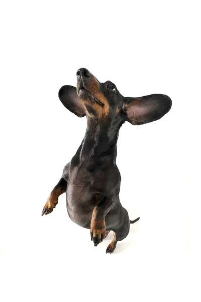 Funny shot of an adorable short haired Dachshund standing on hind legs — Stock Fotó