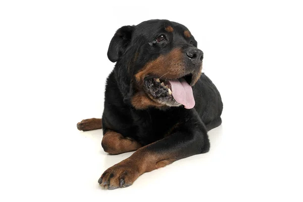 Estúdio tiro de um adorável Rottweiler deitado sobre fundo branco — Fotografia de Stock