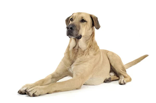 Un adorabile cane di razza mista sdraiato su sfondo bianco — Foto Stock