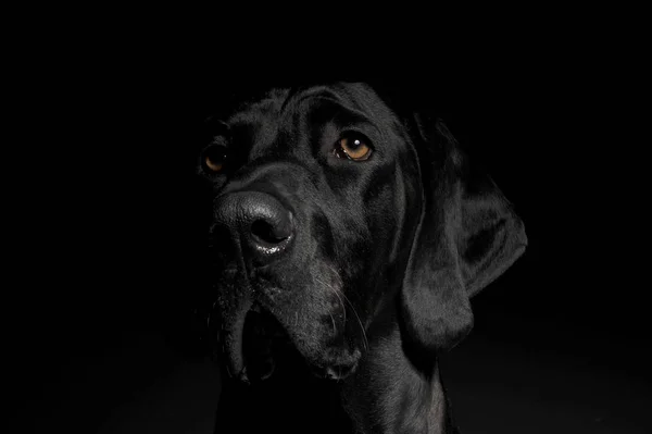 Retrato de um adorável cão misto olhando para a câmera — Fotografia de Stock