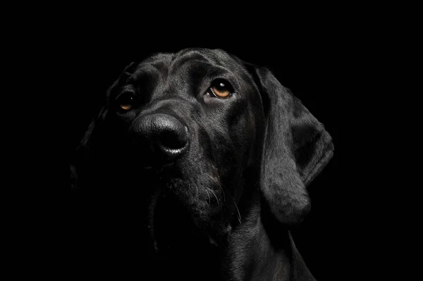 Portrait of an adorable mixed breed dog looking at the camera