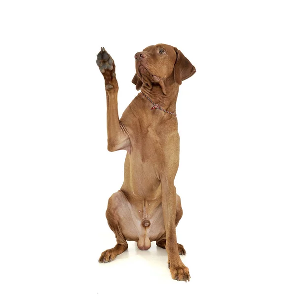 An adorable magyar vizsla waving his font paws — Stockfoto