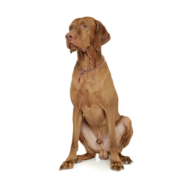 An adorable magyar vizsla sitting on white background — Φωτογραφία Αρχείου