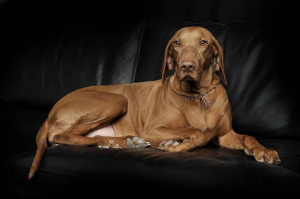 An adorable magyar vizsla lying on black background — 스톡 사진