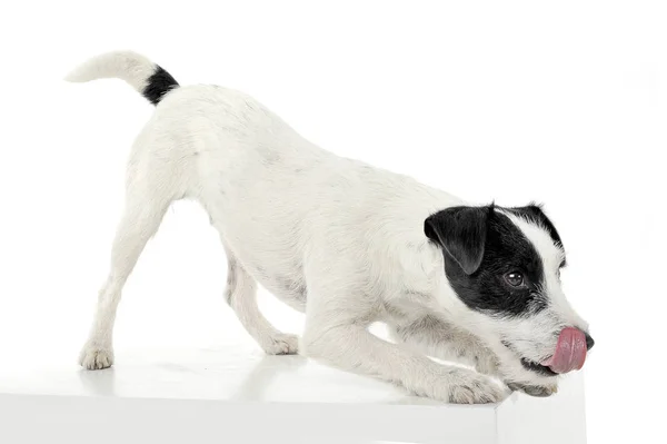 En søt prest, Russell Terrier, er klar til å hoppe på en hvit kube. – stockfoto