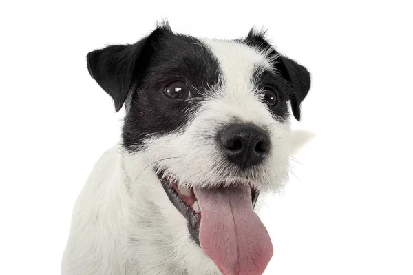 An adorable Parson Russell Terrier looking happy at the camera — Stock Fotó