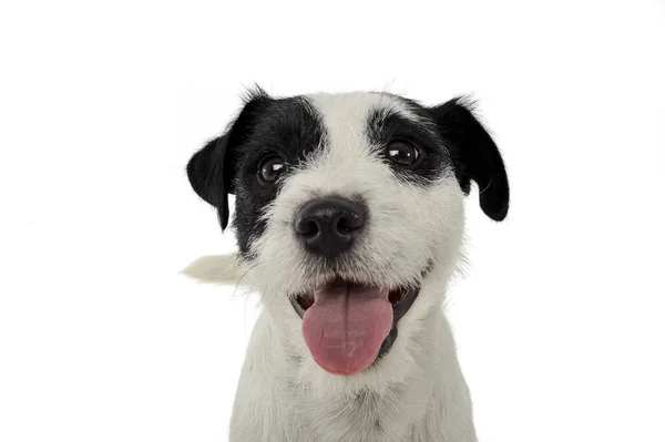 An adorable Parson Russell Terrier looking happy at the camera — Φωτογραφία Αρχείου