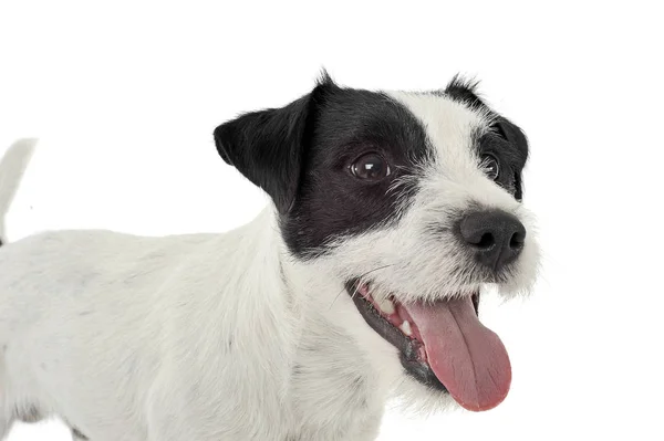 Portrait of an adorable Parson Russell Terrier looking happy — Stock fotografie