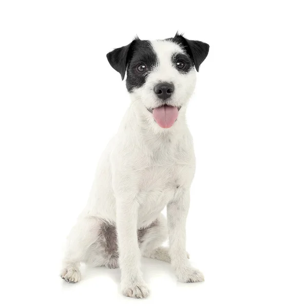 An adorable Parson Russell Terrier sitting on white background — Stock Photo, Image