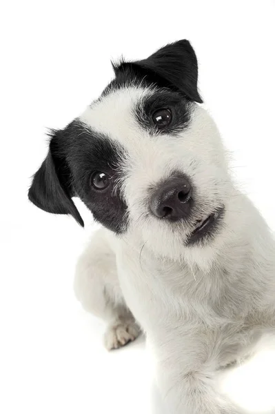 An adorable Parson Russell Terrier looking curiously at the camera — Φωτογραφία Αρχείου
