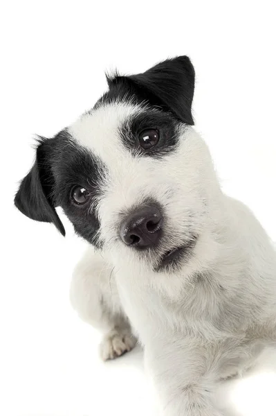 An adorable Parson Russell Terrier looking curiously at the camera — Stock fotografie
