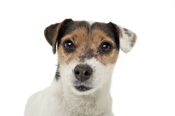 An adorable Parson Russell Terrier looking curiously at the camera — Stock fotografie
