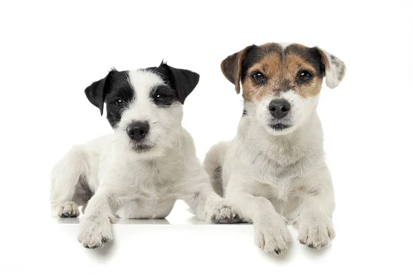 Two adorable Parson Russell Terrier looking curiously at the camera — Stok fotoğraf
