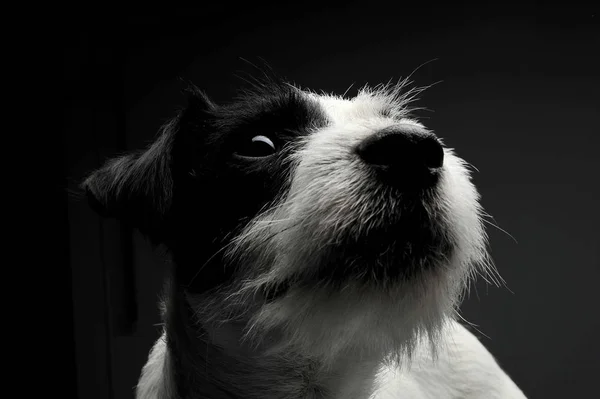 Portrait of an adorable Parson Russell Terrier looking up curiously — стокове фото