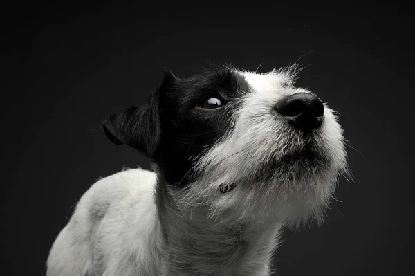 Porträt eines entzückenden Russell Terriers, der neugierig nach oben schaut — Stockfoto