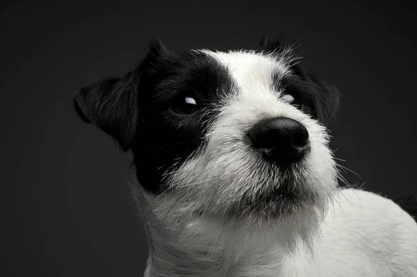 Portrait of an adorable Parson Russell Terrier looking curiously — Stock fotografie
