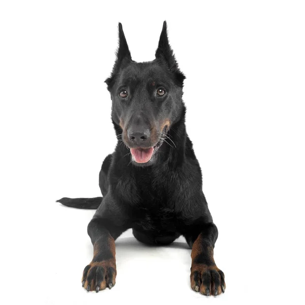 Very nice beauceron laying  in a white  studio — 스톡 사진