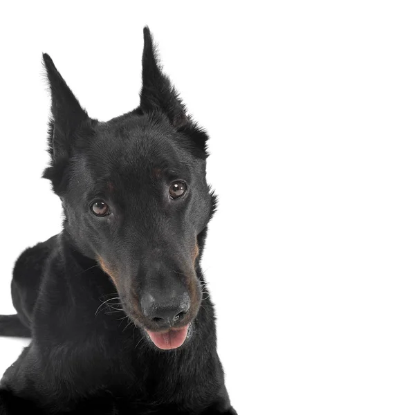 Molto bello beauceron in uno studio bianco — Foto Stock