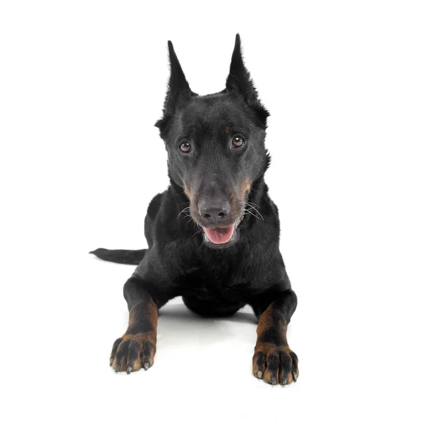 Very nice beauceron laying  in a white  studio — ストック写真