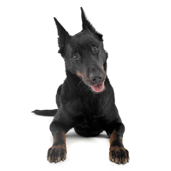 Very nice beauceron laying  in a white  studio — Stockfoto