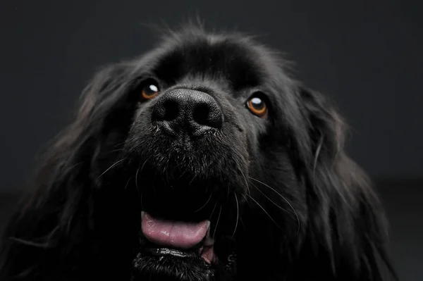 Beautiful Newfoundland dog portrait  in a dark photo studio — Φωτογραφία Αρχείου