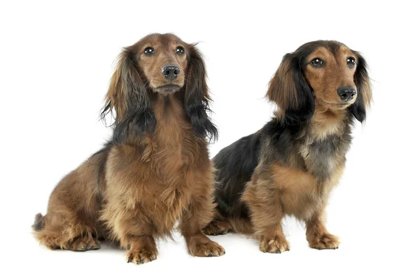 Two long haired red Dachshund sitting  in a white studio — Φωτογραφία Αρχείου