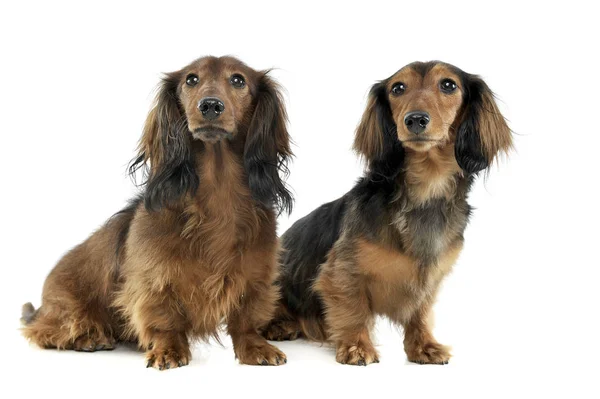 Two long haired red Dachshund sitting  in a white studio — Φωτογραφία Αρχείου