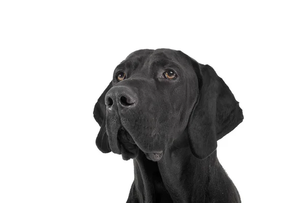 Mixed breed ridgebak in a white studio — Stock fotografie