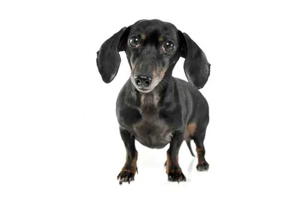 Black and tan short haired dachshund standing in white studio — Stockfoto