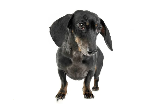 Black and tan short haired dachshund standing in white studio — Stok fotoğraf