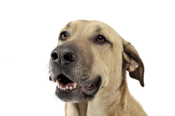 Mixed breed brown color middle size dog portrait  in a white stu — Stok fotoğraf