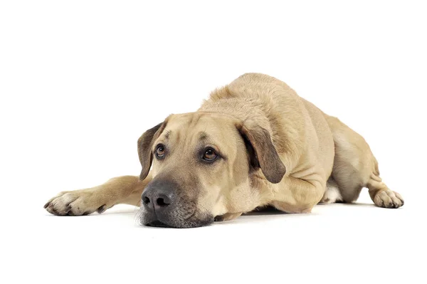 Mixed breed brown color middle size dog lying down  in a white s — Φωτογραφία Αρχείου