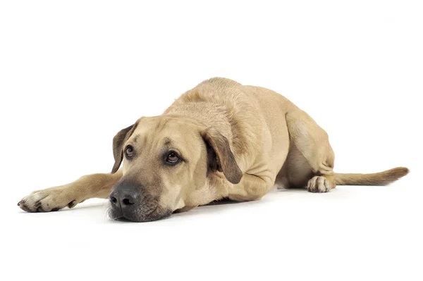 Mixed breed brown color middle size dog lying down  in a white s — Φωτογραφία Αρχείου
