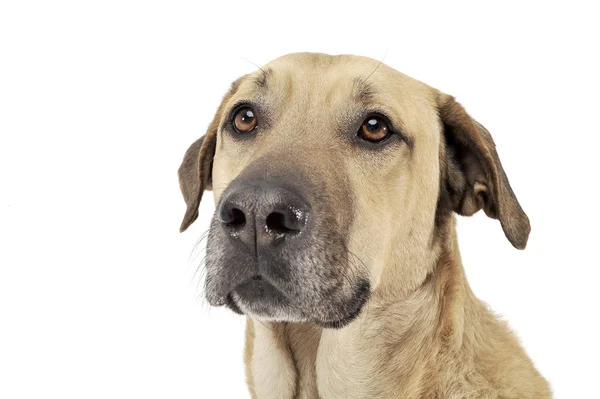 Mixed breed brown color middle size dog portrait  in a white stu — Stok fotoğraf