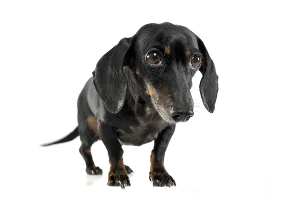 Black and tan short haired dachshund standing in white studio — Φωτογραφία Αρχείου