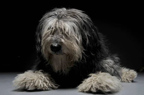 Длинноволосый пёс смешанной породы в темной студии — стоковое фото
