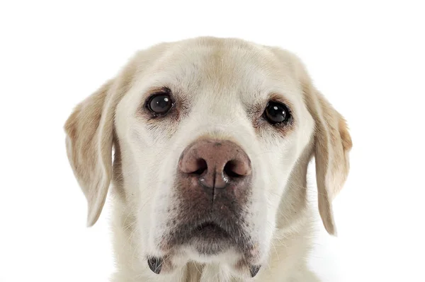 Cute labrador retriever dog in a white studio — Stock Photo, Image