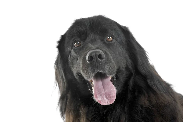 Nice Newpoungland dog portrait in a white photo studio, and tong — Φωτογραφία Αρχείου